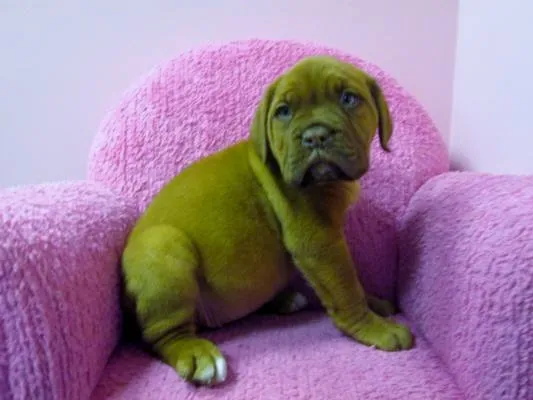 Our favorite French Mastiff, Clover. Photo courtesy of Furry Babies Inc.