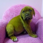 Our favorite French Mastiff, Clover. Photo courtesy of Furry Babies Inc.